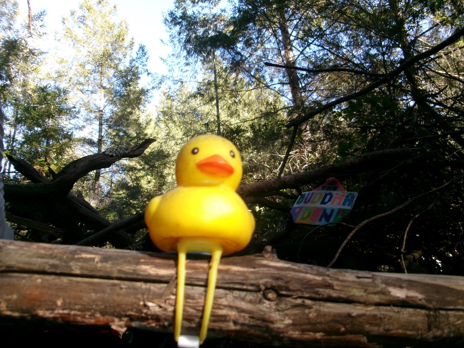 Frame 03 — Rubber Duck, Santa Cruz, CA
